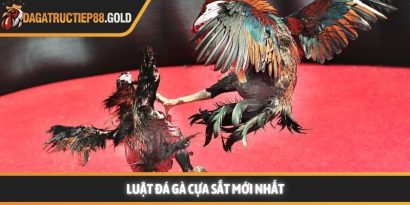 Luật đá gà cựa sắt cùng các quy tắc thi đấu chuyên nghiệp mang lại một môi trường giải trí công bằng cho mọi thành viên đam mê bộ môn này. Việc nắm vững các quy định giúp hội viên tự tin hơn khi đưa ra những quyết định chính xác tại các đấu trường lớn. Trang Đá Gà Trực Tiếp luôn cập nhật nhanh chóng các kiến thức về quy chế thi đấu và kinh nghiệm chọn chiến kê dũng mãnh. Hệ thống luật đá gà cựa sắt nền tảng tại các đấu trường lớn Tìm hiểu luật đá gà cựa sắt minh bạch Việc áp dụng luật đá gà cựa sắt giúp đảm bảo tính minh bạch và chuyên nghiệp cho từng trận đấu diễn ra tại các bồ gà danh tiếng. Hệ thống quy định này được thiết kế để bảo vệ quyền lợi của chủ kê cũng như tạo sự hào hứng cho người xem đá gà trực tiếp hôm nay. Khi các quy tắc được tuân thủ nghiêm ngặt, hội viên sẽ dễ dàng đánh giá được năng lực thực tế của các chiến kê trên sân. Nền tảng luôn khuyến khích thành viên tìm hiểu kỹ các tiêu chuẩn về cân nặng và cựa để có cái nhìn tổng quan nhất. Sự rõ ràng trong khâu tổ chức giúp nâng cao uy tín của các giải đấu lớn như Trực tiếp đá gà Thomo hay các đấu trường quốc tế khác. Những quy định này không chỉ là rào cản kỹ thuật mà còn là bệ phóng giúp các chiến kê tỏa sáng rực rỡ dưới sự chứng kiến của đông đảo người hâm mộ. Để hiểu rõ hơn về cách thức vận hành, chúng ta sẽ đi sâu vào từng khía cạnh chi tiết của các quy định hiện hành. Những tiêu chuẩn này được áp dụng đồng bộ để tạo nên những màn trình diễn kịch tính và đầy sức thuyết phục. Quy trình kiểm tra cân nặng và trang bị vũ khí Trước khi trận đấu bắt đầu, các trọng tài sẽ tiến hành cân đo trọng lượng của từng chiến kê để đảm bảo sự tương đồng. Theo luật đá gà cựa sắt, những cá thể có sự chênh lệch cân nặng quá lớn sẽ không được phép thi đấu cùng nhau nhằm giữ vững sự công bằng. Việc trang bị cựa sắt cũng phải tuân thủ kích thước và độ sắc bén quy định để bảo vệ tính nhân văn trong thể thao. Các thành viên có thể tham khảo thêm tại https://www.idaho-sr22.co/ để nắm bắt các thông số kỹ thuật mới nhất về trang bị cho gà nòi. Quy định về thời gian thi đấu và các hiệp đấu Mỗi trận đấu thường được chia thành nhiều hiệp, mỗi hiệp có thời gian kéo dài khoảng mười lăm phút tùy theo quy định của ban tổ chức. Giữa các hiệp đấu, chiến kê sẽ có thời gian nghỉ ngơi để được nài gà chăm sóc và hồi phục thể lực nhanh chóng. Luật đá gà cựa sắt quy định rất rõ về số phút nghỉ ngơi nhằm đảm bảo sức khỏe tốt nhất cho các đấu sĩ trước khi tiếp tục. Sự sắp xếp thời gian khoa học giúp trận đấu duy trì được nhịp độ căng thẳng nhưng vẫn rất chuyên nghiệp và hấp dẫn. Vai trò quan trọng của trọng tài điều hành trận đấu Trọng tài là người có quyền quyết định cao nhất trên sân và luôn giám sát chặt chẽ mọi hành động của hai chiến kê cũng như người nài. Họ có nhiệm vụ thực thi luật đá gà cựa sắt một cách công tâm để đảm bảo không có bất kỳ hành vi gian lận nào xảy ra. Khi có tình huống tranh chấp hoặc gà bị dính cựa, trọng tài sẽ ra hiệu tạm dừng để xử lý kịp thời và chính xác nhất. Sự hiện diện của những người cầm cân nảy mực giúp hội viên hoàn toàn yên tâm vào kết quả cuối cùng của mỗi cuộc đối đầu. Cách thức phân định thắng thua theo luật đá gà cựa sắt hiện nay Chiến kê thi đấu tại trường gà vô cùng dũng mãnh Quy tắc phân định thắng thua vô cùng công bằng Việc xác định kết quả thắng bại trong luật đá gà cựa sắt dựa trên những tiêu chí cụ thể và rõ ràng để tránh mọi tranh cãi. Một chiến kê được tuyên bố giành chiến thắng khi đối thủ không còn khả năng tiếp tục thi đấu hoặc bỏ chạy khỏi vòng tròn quy định. Web Đá Gà Trực Tiếp ghi nhận rằng sự kiên cường của các chiến kê thường mang lại những kết quả tích cực và đầy bất ngờ cho người theo dõi. Các thành viên luôn cảm thấy hài lòng khi chứng kiến những quyết định xử lý tình huống thấu tình đạt lý từ ban tổ chức. Hệ thống luôn ưu tiên những trận đấu có sự cống hiến hết mình và tuân thủ tuyệt đối quy tắc ứng xử trên sới gà chuyên nghiệp. Khi tham gia theo dõi đá gà Thomo trực tiếp hoặc đá gà trực tiếp Campuchia, người chơi sẽ thấy sự nhất quán trong cách vận hành giải đấu. Dưới đây là bảng tóm tắt một số trường hợp phân định thắng thua phổ biến: Trường hợp Kết quả theo quy định Một trong hai con bị chết hoặc gục tại chỗ Con còn lại giành chiến thắng Chiến kê bỏ chạy hoặc không tấn công trong thời gian quy định Bị xử thua theo luật hiện hành Cả hai con cùng không thể thi đấu sau khi trọng tài kiểm tra Kết quả hòa được ghi nhận Chủ kê vi phạm quy định về trang bị hoặc hành vi Bị truất ngay quyền thi đấu tức thì Việc nắm lòng luật đá gà cựa sắt giúp hội viên nâng cao trải nghiệm và đưa ra những dự đoán chính xác hơn khi theo dõi đá gà trực tiếp. Sự minh bạch trong luật chơi chính là nền tảng vững chắc để xây dựng một cộng đồng đam mê bền vững và uy tín. Luật đá gà cựa sắt luôn là kim chỉ nam giúp duy trì sự chuyên nghiệp và minh bạch cho mọi trận đấu đỉnh cao trên toàn thế giới. Hội viên tuân thủ đúng các nguyên tắc này sẽ bảo vệ được quyền lợi và nâng cao cơ hội nhận thưởng lớn từ hệ thống giải trí uy tín. Web Đá Gà Trực Tiếp cam kết đồng hành cùng người chơi để xây dựng một cộng đồng giải trí lành mạnh và bền vững nhất trong tương lai.